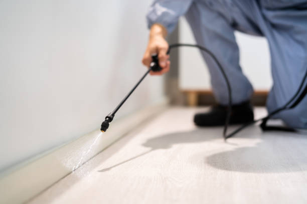 Licensed Wasp Removal service in Bluewell, WV - Show Me Pest Control